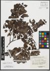 Foto von Salix rhaetica Andersson